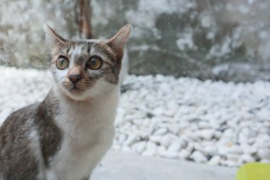 Bahçede arka planı bulanık bir kedinin yakın plan fotoğrafı.