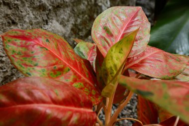 Kırmızı Aglonema, Aglaonema kırmızı ruj, Kırmızı yakut aglonema bitkisi ve renkli