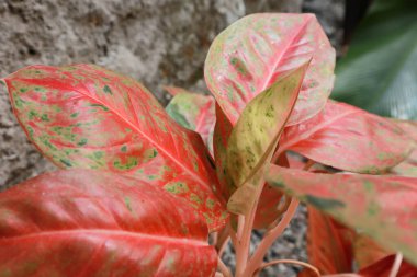 red aglonema, aglaonema red lipstick, red ruby aglonema plant and colorful clipart