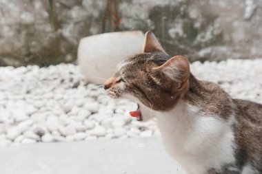 Bahçede arka planı bulanık bir kedinin yakın plan fotoğrafı.