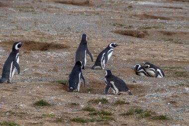 Şili Patagonya 'daki Punta Arenas yakınlarındaki Magdalena Adası' nda vahşi Macellan pengueni
