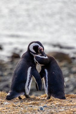 Vahşi Macellan penguenleri Şili Patagonya 'daki Punta Arenas yakınlarındaki Magdalena Adası kıyılarında yürüyorlar.
