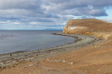 Şili Patagonya 'daki Punta Arenas yakınlarındaki Magdalena Adası' nda vahşi Macellan pengueni
