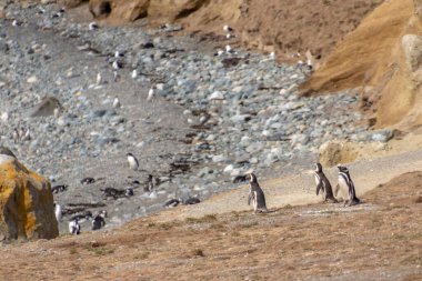 Punta Arenas, Şili Patagonya yakınlarındaki Magdalena Adası 'nda vahşi Macellan penguenleri