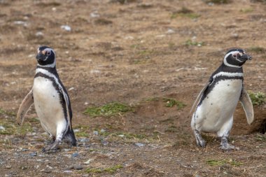 Vahşi Macellan penguenleri Şili Patagonya 'daki Punta Arenas yakınlarındaki Magdalena Adası' nda yürüyor.