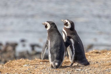 couple of wild penguins in the sanctuary island Isla Magdalena in Chilean Patagonia. The penguin is one of the most monogamous animals clipart