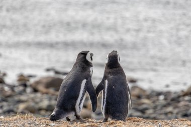 couple of wild penguins holding their hands in the sanctuary island Isla Magdalena in Chilean Patagonia. The penguin is one of the most monogamous animals clipart