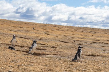 Vahşi Macellan penguenleri Şili Patagonya 'daki Punta Arenas yakınlarındaki Magdalena Adası' nda martılarla çevrelenmiş şekilde yürüyor.