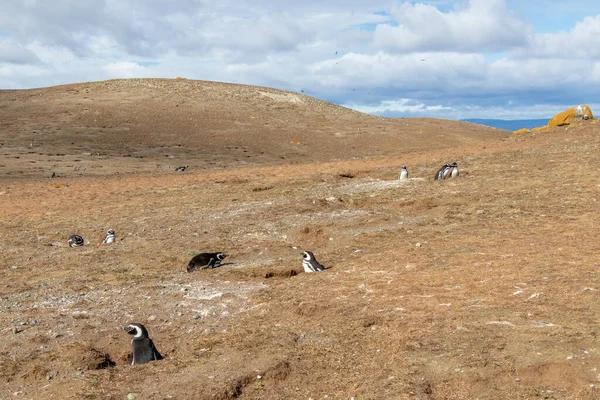 Pingüinos Salvajes Magallanes Isla Magdalena Cerca Punta Arenas Patagonia Chilena — Foto de Stock