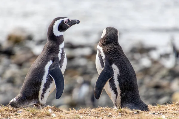 stock image couple of wild penguins in the sanctuary island Isla Magdalena in Chilean Patagonia. The penguin is one of the most monogamous animals