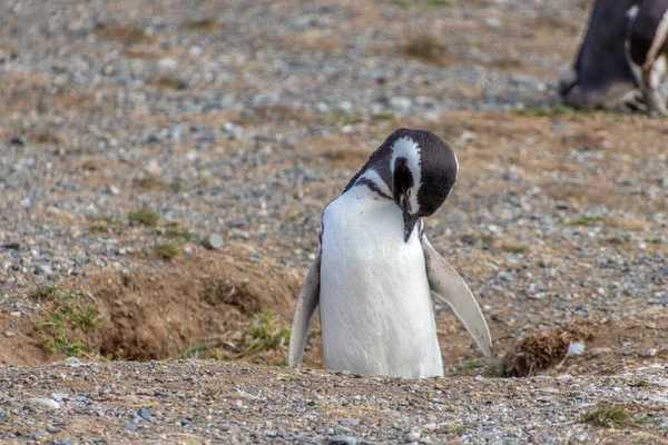 Selvagem Jovem Pinguim Magalhães Caminhando Isla Magdalena Perto Punta Arenas Imagens Royalty-Free