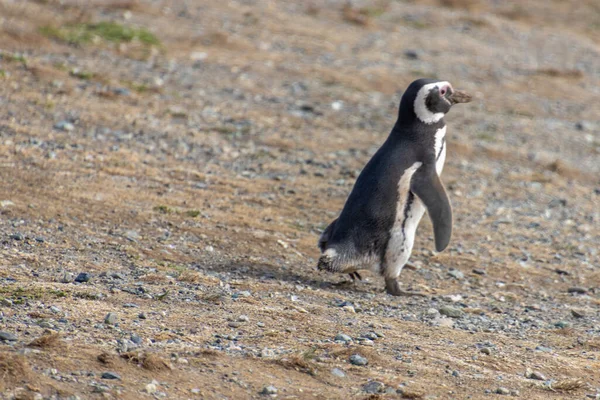 Pinguim Magalhães Selvagem Que Caminha Ilha Magdalena Perto Punta Arenas Imagens Royalty-Free