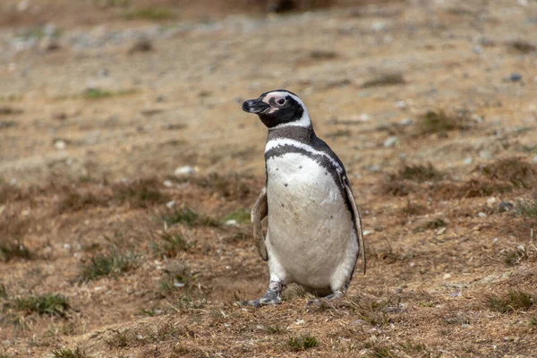 Pinguim Magalhães Selvagem Que Caminha Ilha Magdalena Perto Punta Arenas Imagem De Stock