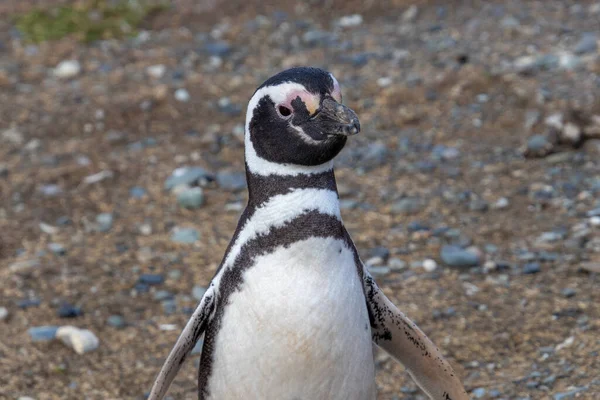 Pingüino Salvaje Magallanes Caminando Isla Magdalena Cerca Punta Arenas Patagonia Fotos De Stock Sin Royalties Gratis