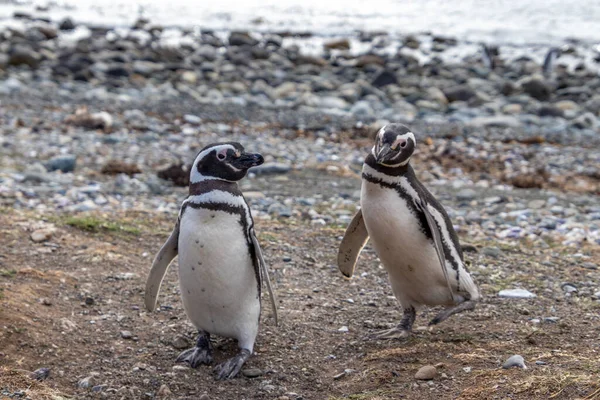 Dois Pinguins Selvagens Mãos Dadas Ilha Santuário Isla Magdalena Patagônia Fotografia De Stock