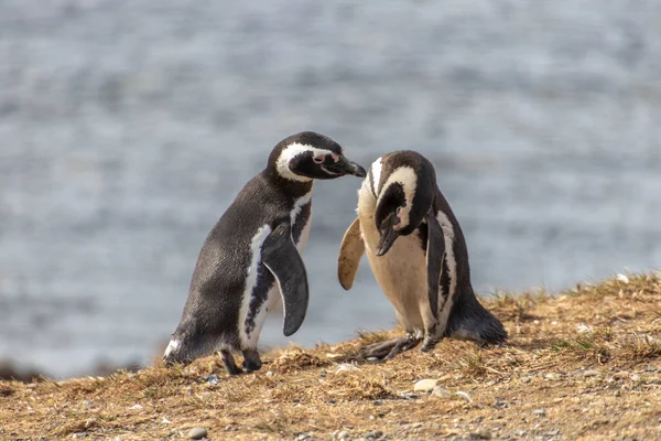 Dois Pinguins Selvagens Ilha Santuário Isla Magdalena Patagônia Chilena Pinguim Imagem De Stock