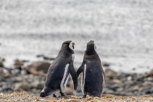 Pareja Pingüinos Salvajes Tomados Mano Isla Santuario Isla Magdalena Patagonia Imagen De Stock