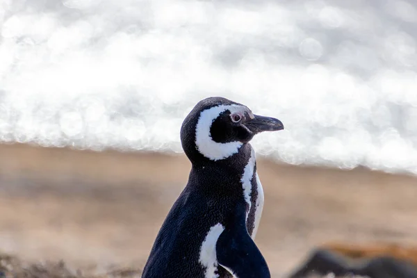 Pinguim Magalhães Selvagem Que Caminha Ilha Magdalena Perto Punta Arenas Fotografia De Stock
