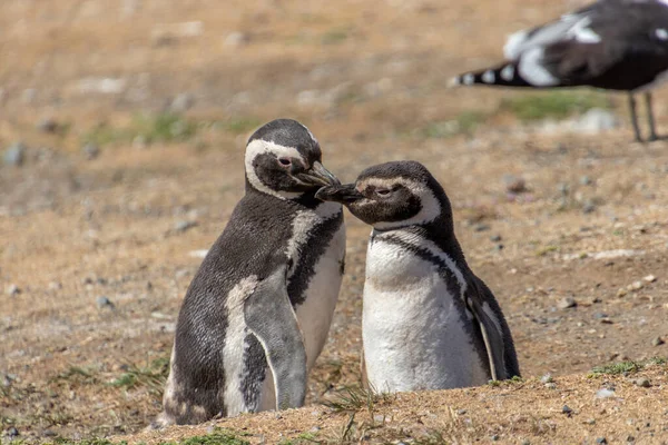 Dois Pinguins Selvagens Ilha Santuário Isla Magdalena Patagônia Chilena Pinguim Fotografias De Stock Royalty-Free