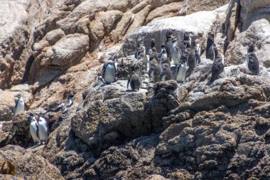 Valparaiso, Şili - 6 Aralık 2022: Vahşi Humboldt penguenleri Algarrobo yakınlarındaki Pajaros Ninos adasında