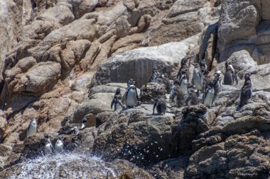 Valparaiso, Şili - 6 Aralık 2022: Vahşi Humboldt penguenleri Algarrobo yakınlarındaki Pajaros Ninos adasında