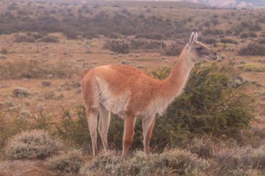 Patagonya, Şili 'deki Torres del Paine Milli Parkı' nda Vicugna veya Guanicoe