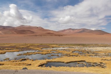 Quepiaco Nehri 'nin bataklığı Atacama Çölü' nün ortasında Bolivya ile Şili sınırında.