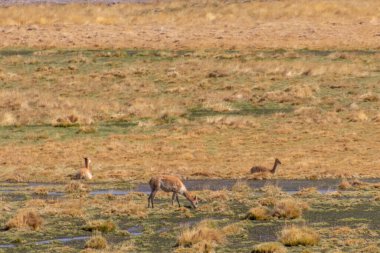 Vahşi Vicugna Vicugnas Şili 'de Atacama' nın ortasında, dünyanın en kuru ve en uç çölü.