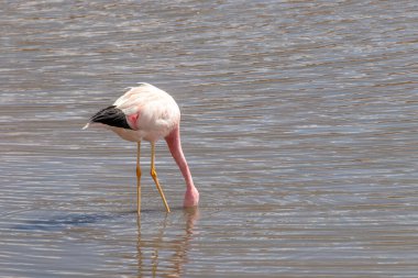 Pembe Flamingo, Şili 'deki Atacama Çölü' nde Tatio gayzerlerinin yakınında Putana nehrinde su içiyor.