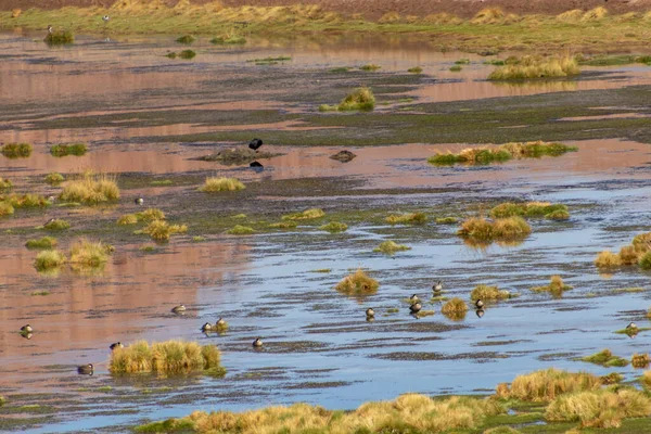 Montones Patos Salvajes Humedal Irreal Atacama Desierto Más Seco Del — Foto de Stock