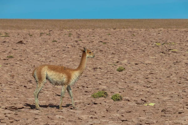 Joven Vicugna Vicugna Caminando Sola Por Atacama Desierto Más Seco — Foto de Stock