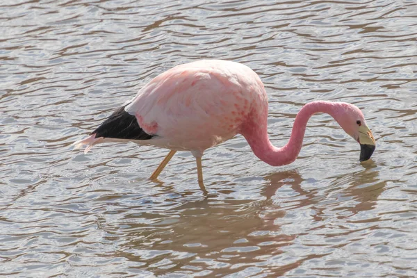 Pink Flamingo drinking in Putana river near Tatio geysers in Atacama Desert in Chile