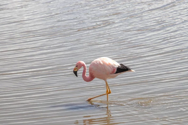 Pink Flamingo walking in Putana river near Tatio geysers in Atacama Desert in Chile