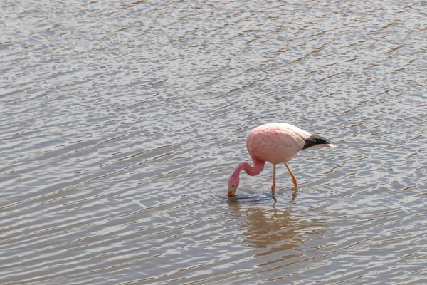 Pink Flamingo drinking in Putana river near Tatio geysers in Atacama Desert in Chile
