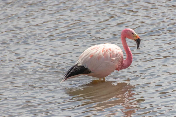 Pink Flamingo bathing in Putana river near Tatio geysers in Atacama Desert in Chile
