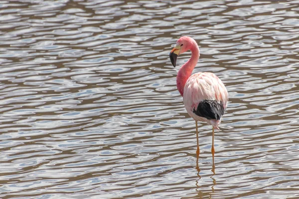 Pink Flamingo bathing in Putana river near Tatio geysers in Atacama Desert in Chile