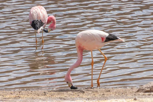 Pink Flamingos in the waters of Putana River in Atacama Desert, Chile