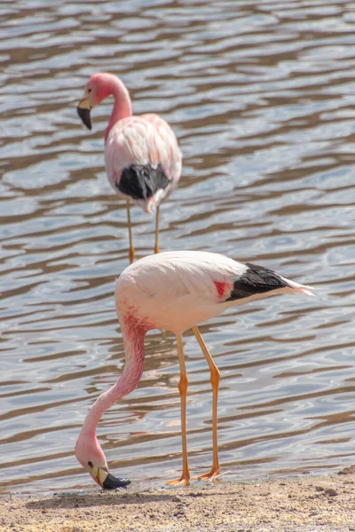 Pink Flamingos in the waters of Putana River in Atacama Desert, Chile