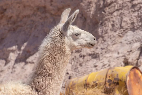 Potrait Joven Lama Glama Cruzando Atacama Desierto Más Seco Del — Foto de Stock