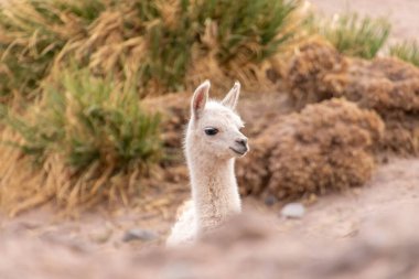 Young lama glama walking in the wild of Atacama, the dryest desert of the world in Chile