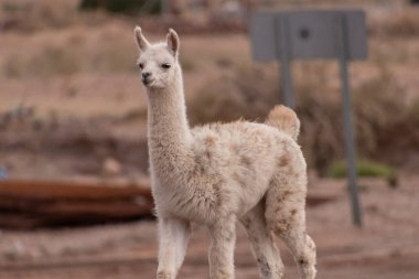Lama crossing a road in the middle of Atacama, the dryest desert of the world