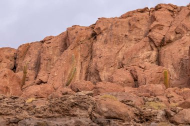 Valley full of Cactus plants in the middle of Atacama desert in Chile