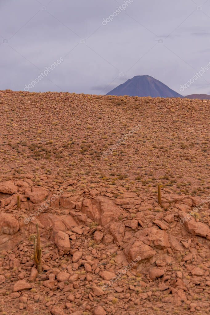 dinogeromella