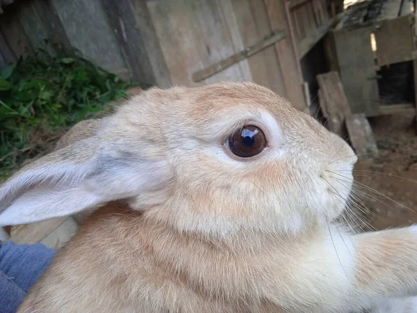 Закройте Голову Кролика Азиатского Складчатого Кролика — стоковое фото