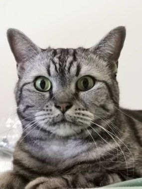 kedi portresi, gri, gri, beyaz ve siyah