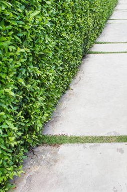 kopyalama alanı olan yeşil yapraklar.