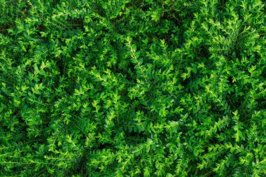 doğa yeşil yaprakları arka plan.