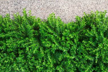 kopyalama alanı olan yeşil yapraklar.