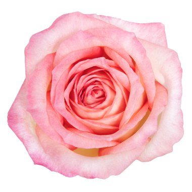 Güzel Pembe Gül Çiçeği beyaz arka planda izole edilmiş. Stüdyo ışıkları.