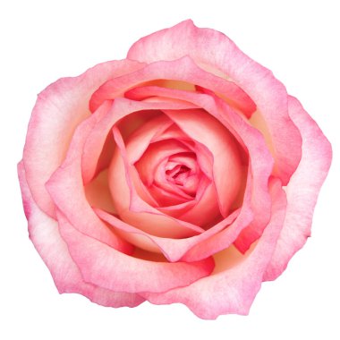 Güzel Pembe Gül Çiçeği beyaz arka planda izole edilmiş. Stüdyo ışıkları.